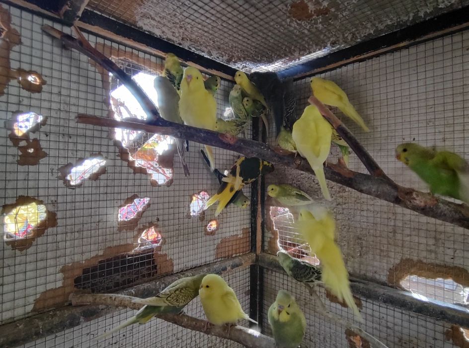 Papuga Falista Papużka Falista Młoda 2025 GRUDZIĄDZ