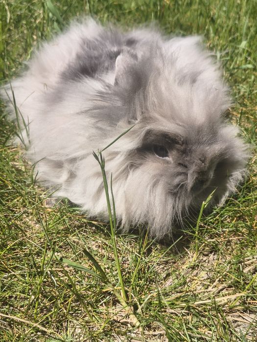 Królik miniaturka długowłosy teddy