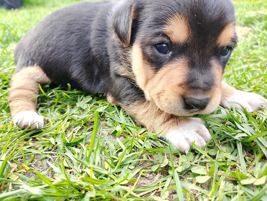 Szczenięta nierasowe