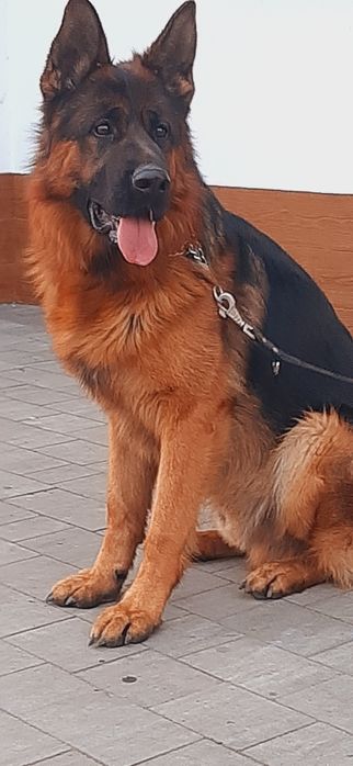 Owczarek Niemjecki Krótkowłosy FCl