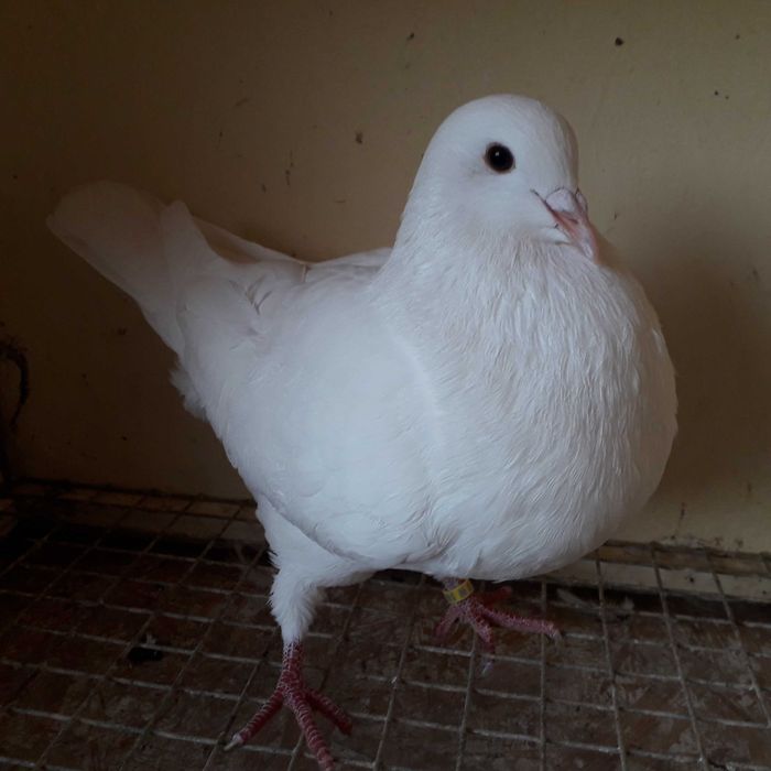 Gołębie Mięsne Kalifornijskie USA