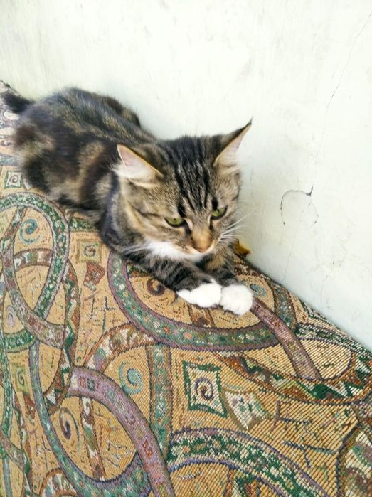 Віддамо в добрі руки!