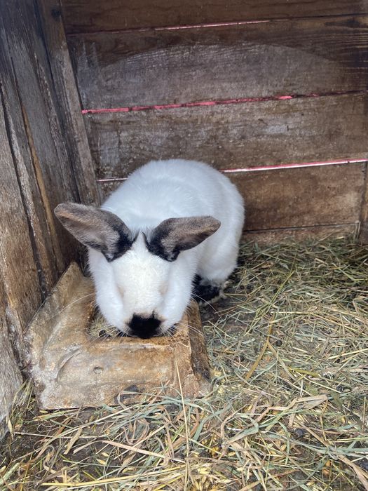Кролики, кролі , каліфорнія, кролі різних порід