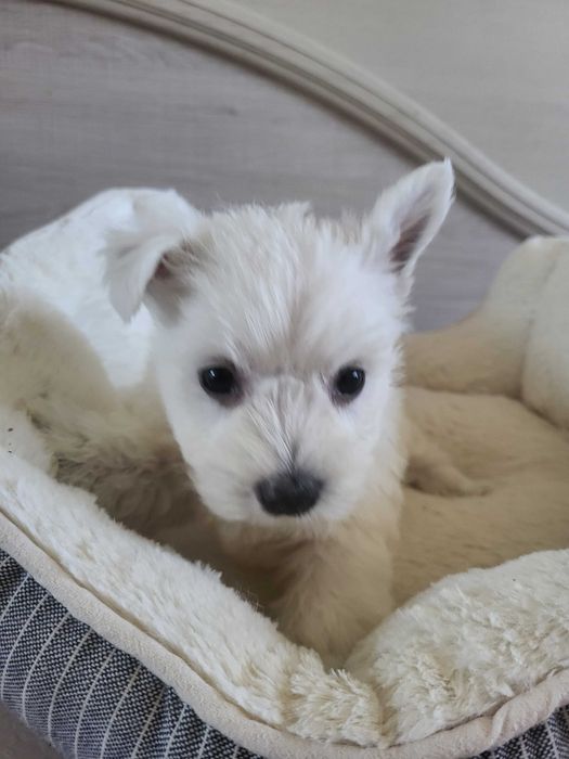 Вест Хайленд Уайт Тер'єр/West Highland White Terrier