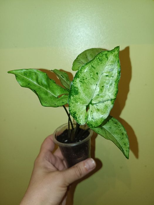 Сортові домашні Сингоніуми