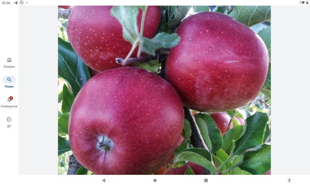 Продам сертифіковані якісні саджанці різних сортів яблуні