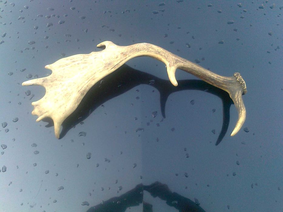 Poroże zrzut daniela