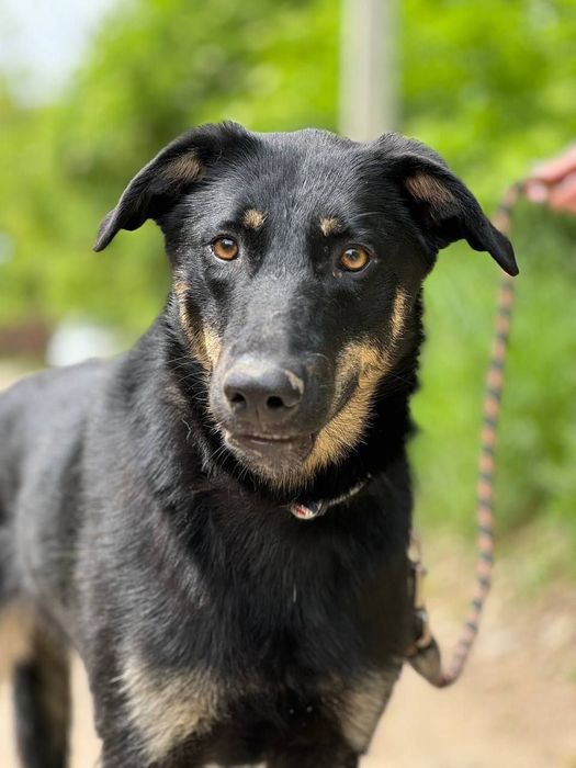 Собачка метис босерона безкоштовно