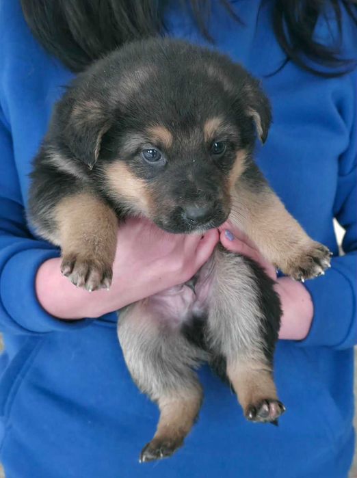 Двоє хлопчиків від мами-овчарки