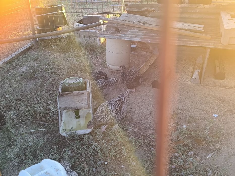 Frangos, ovos malines e pintos