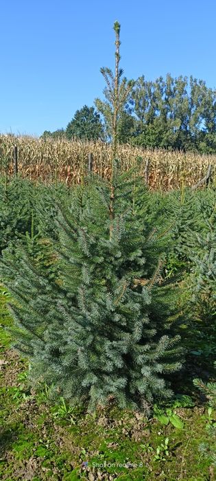 Świerk serbski, własna plantacja kopane z gruntu choinki żywopłot