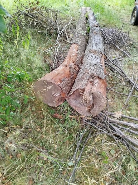 Olcha kloce kłoda drewno