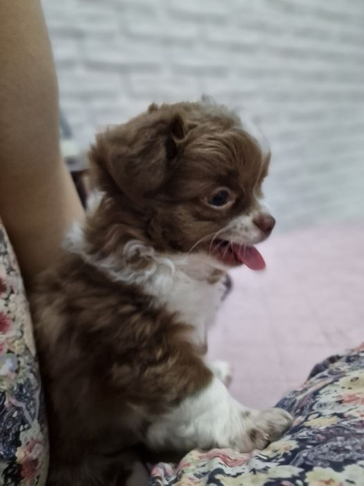 Терміново! Чіхуахуа в очікуванні вашої любові!