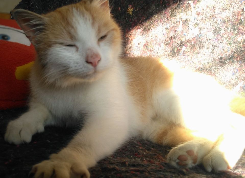 Котики Джин і Лола