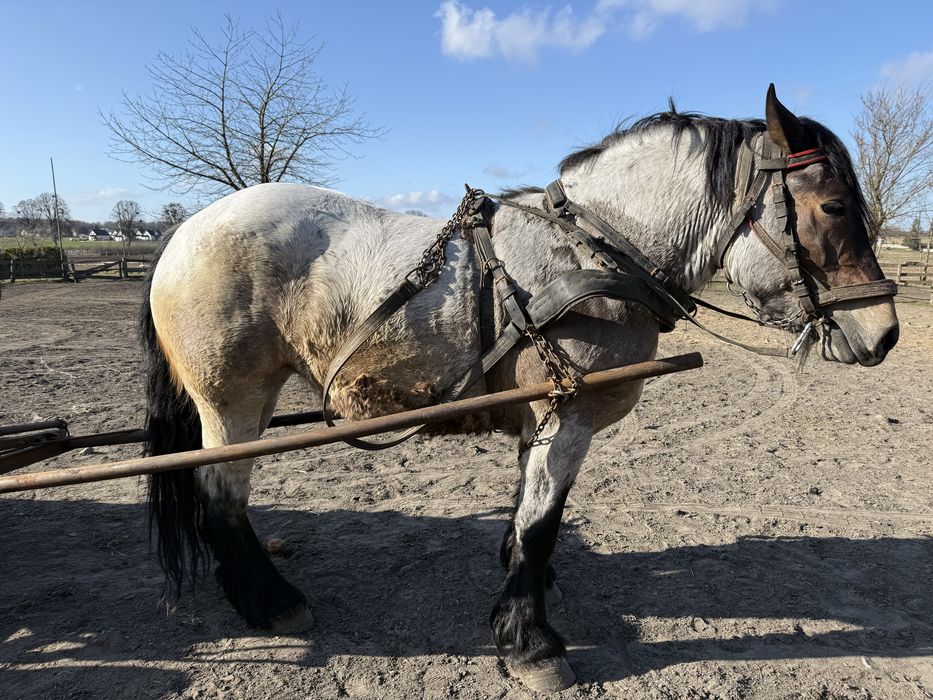 Sprzedam klacz dereszowatą