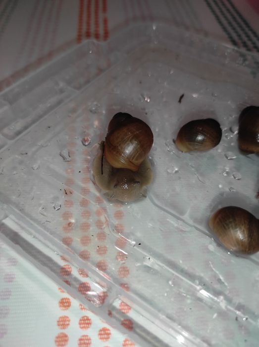 Продам улиток мегалобулимус (мегасы)