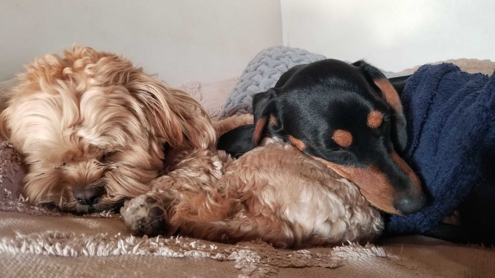 Готель для собак