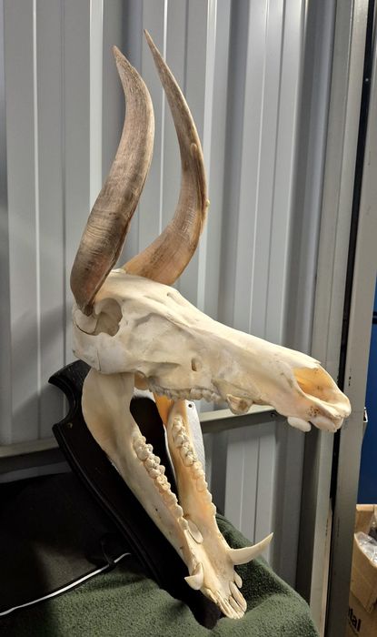 Czaszka, wystrój wnętrza, ozdoba studio tatuażu