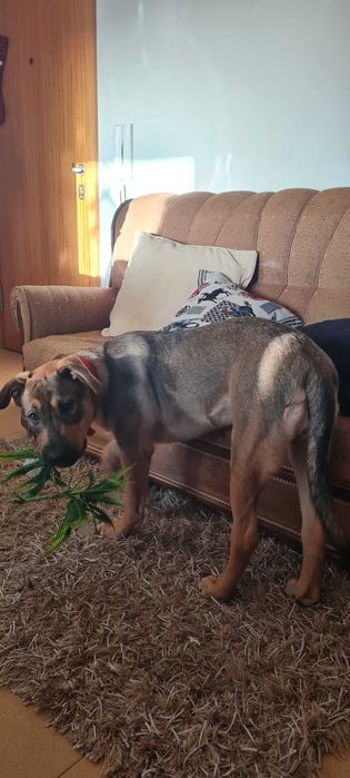 Boris para Adopção