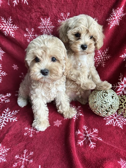 Красиві дітки мальтіпу мальтипу