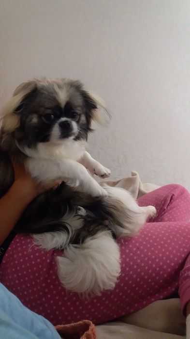 Королівський пекінесик шукає дівчинку