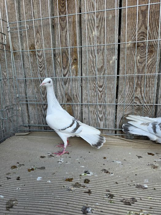 Perłowa pasiata 2025