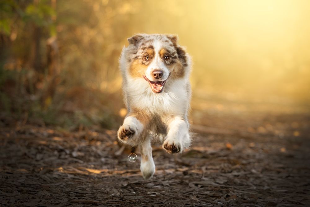 Pastor australiano red merle