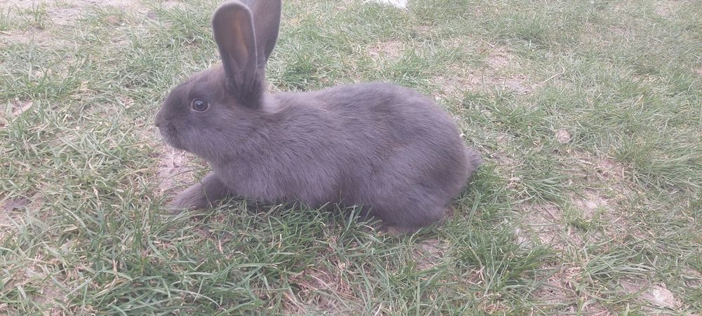 Kroliki młode mieszane