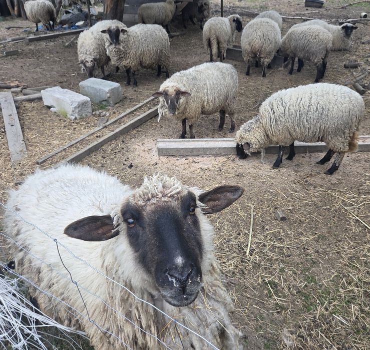 Sprzedam roczne owce czarnogłówki