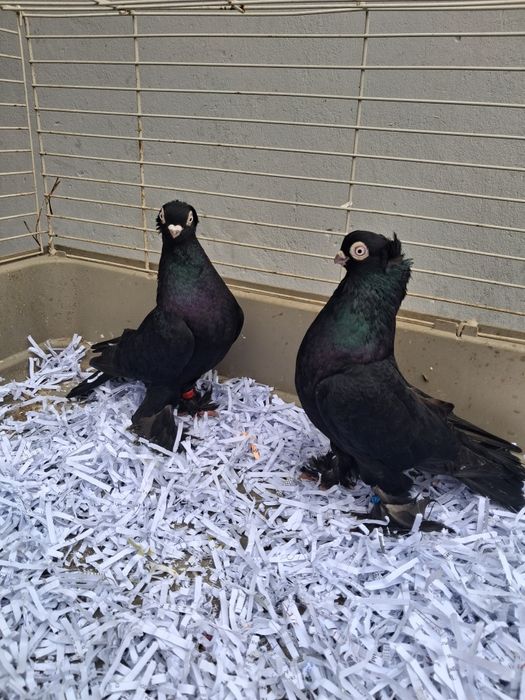 Gołebie ozdobne wywrotki mazurskie