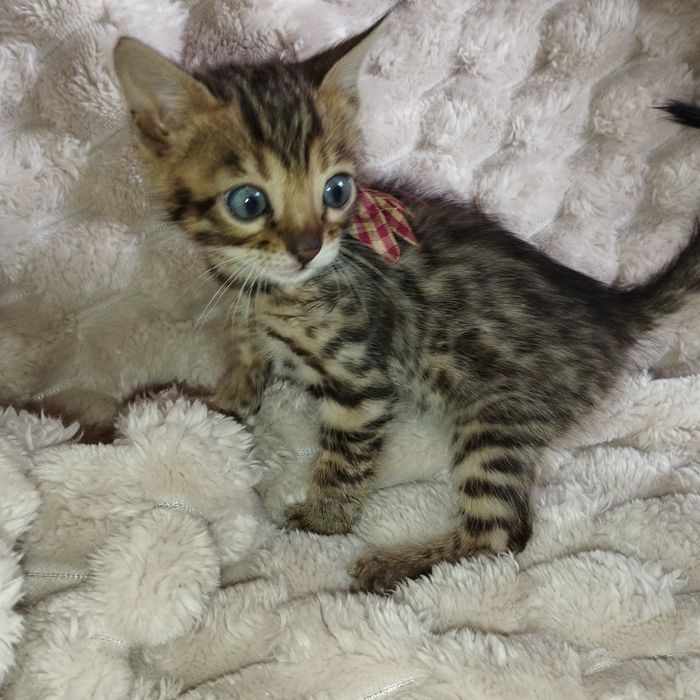 Продам Бенгальські кошенята