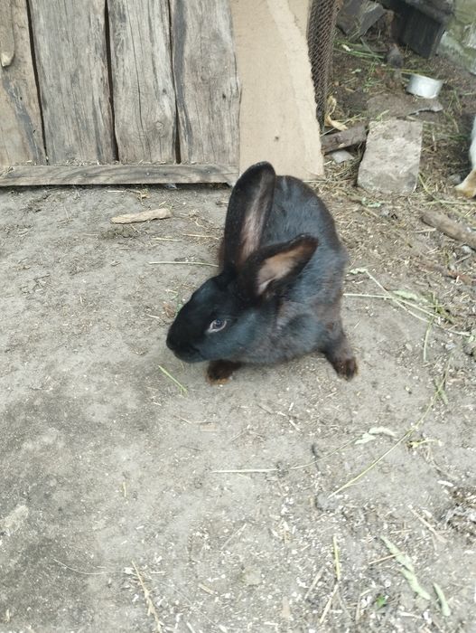 Продам або обміняю на кроличку
