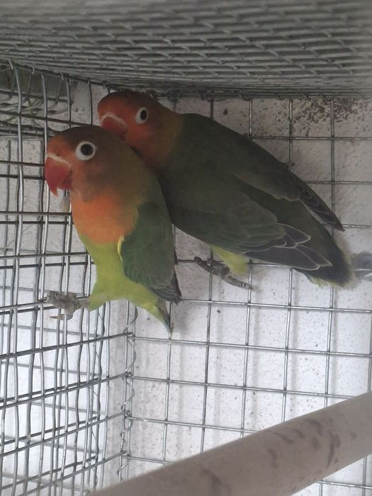 Agapornis para ceder