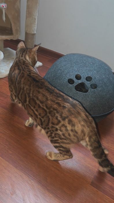 Dorosła kotka bengalska