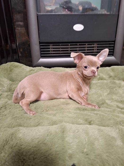 Zhasmin w bardzo rzadkim umaszczeniu Isabella