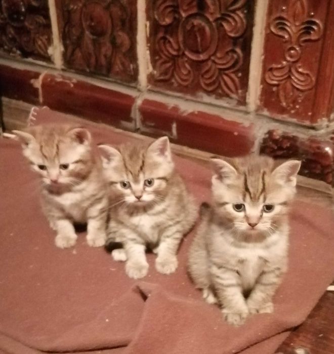 Продам британські кошеннята