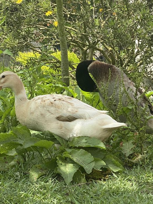 Ovos Caseiros De Varias Aves