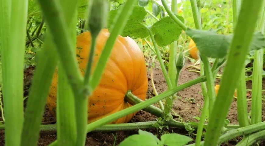 Хмель шишки тыква орехи