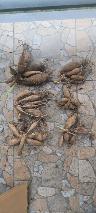 Dalia kaktusowa,  biała