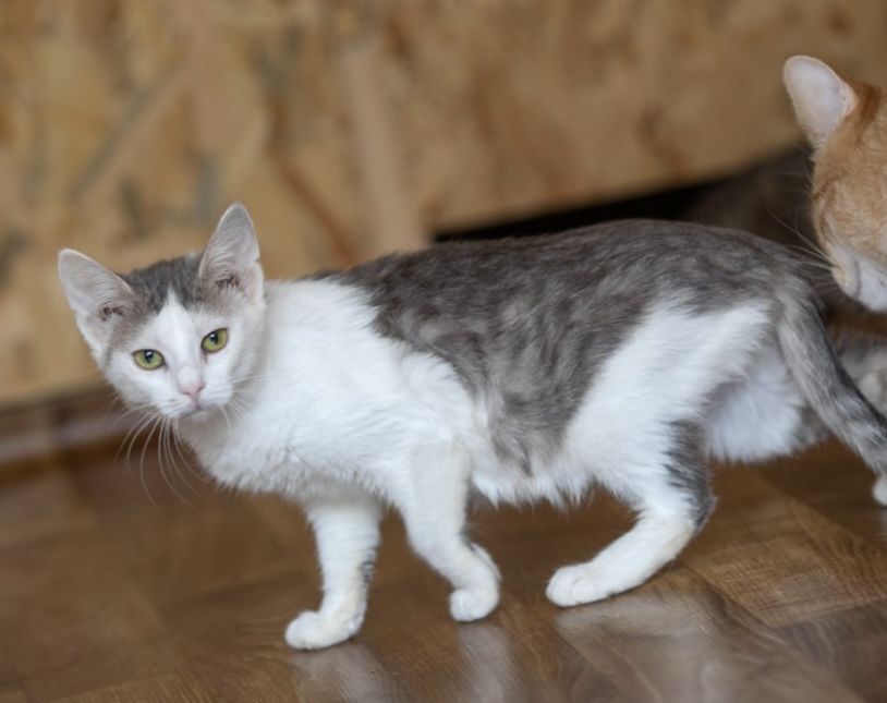 Санта, 1 год красивый котенок, ласковая кошка, милашка