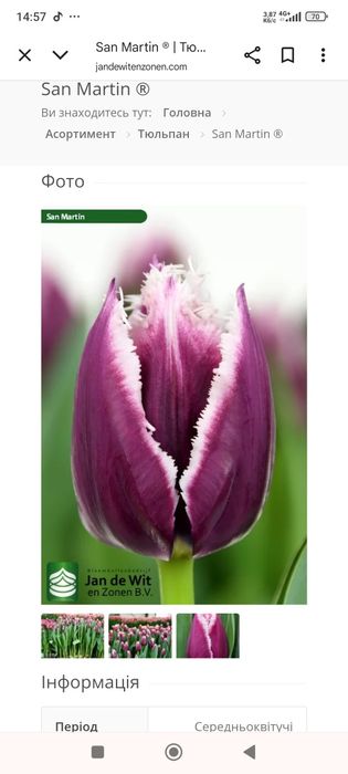 Продам тюльпани.