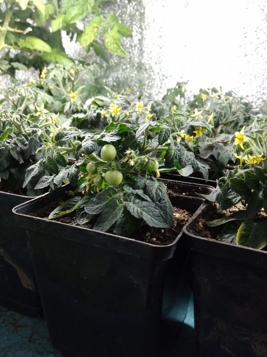 Декоративний томат. Дерево бонсай.