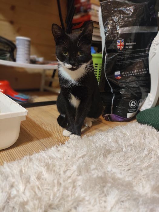 Asia i Basia ,kocięta ,proszą o domy.