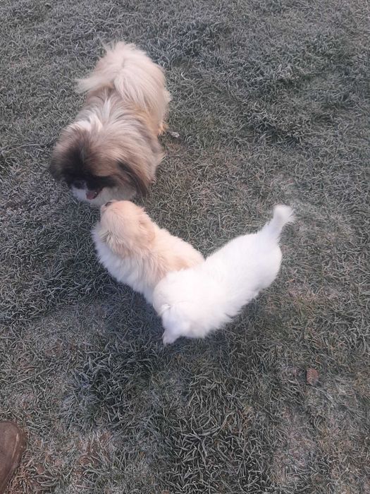 Чистокровні цуценята породи пекінес