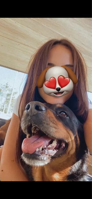 Dog Walking & Pet Sitting ao Domicílio