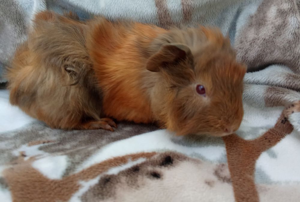 Морська свинка хлопчик 1 місяць,ручний