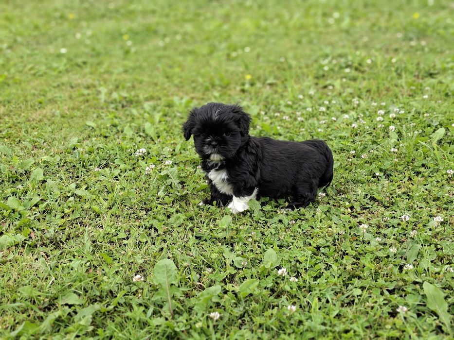 Shih-tzu piesek wyjatkowy