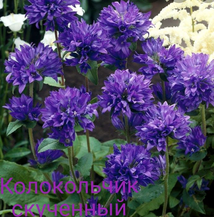 Садові квіти, садовые цветы