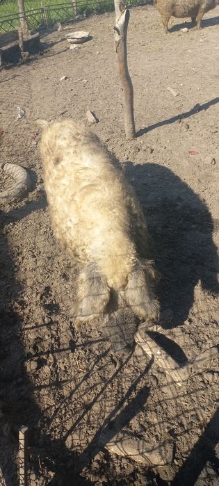 Продам поросята породи мангали