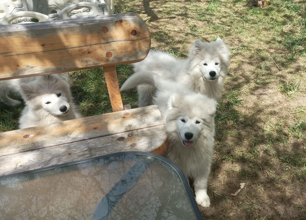 Piękny Piesek Samoyed